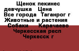 Щенок пекинес девчушка › Цена ­ 2 500 - Все города, Таганрог г. Животные и растения » Собаки   . Карачаево-Черкесская респ.,Черкесск г.